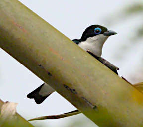 Mitsinjo Bird Chabert Vanga