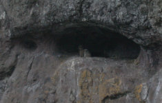 Owls in Riverside Cave
