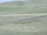 Pronghorn