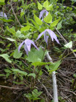 Clematis