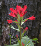 Indian Paintbrush