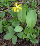 Glacier Lily