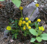 Wyeth Biscuitroot