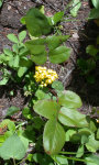 Oregon Grape