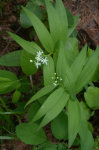 Wild Lily-Of-TheV-alley