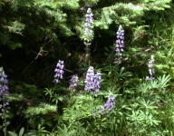 Lupine