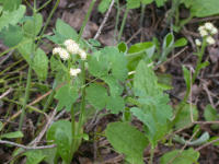 Unknown White Flower