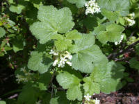 Unknown White Flower