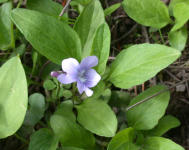 Unknown Blue Flower
