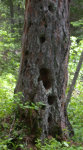 Pileated Woodpecker Tree