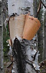 Killarney Birchbark