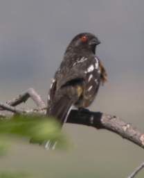 Spotted Towhee