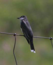 Bird Eastern Kingbird