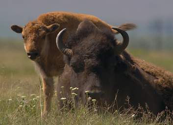 Bison