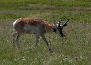 Pronghorn