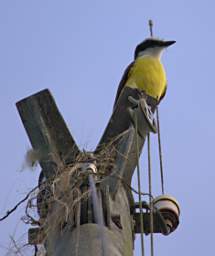 Bird Great Kiskadee