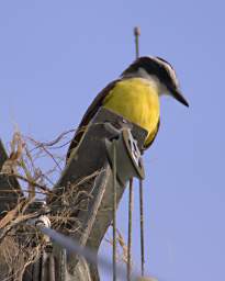 Bird Great Kiskadee