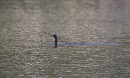 Bird Cormorant