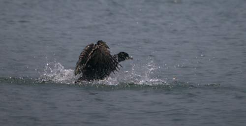 Bird Cormorant