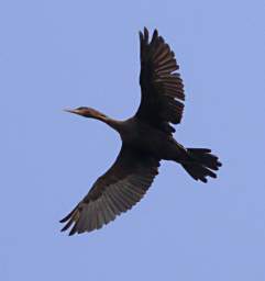 Cormorant