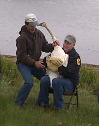 Jeff Hegener, Mt. Dept. Fish, Wildlife and Parks