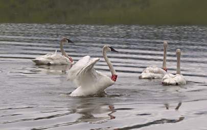 SwanRelease_0191_20130516