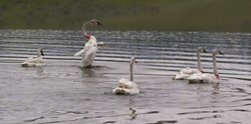 SwanRelease_0196_20130516