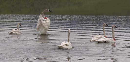 SwanRelease_0197_20130516