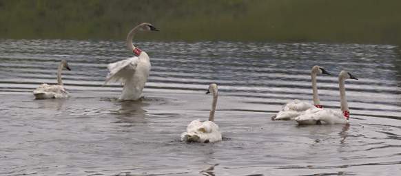 SwanRelease_0198_20130516