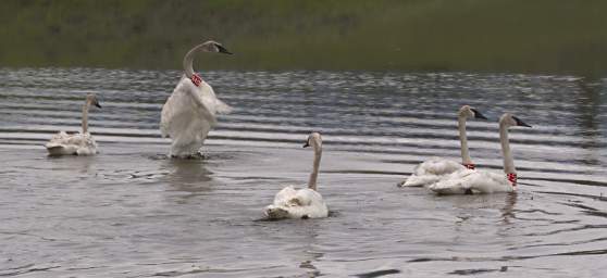 SwanRelease_0199_20130516