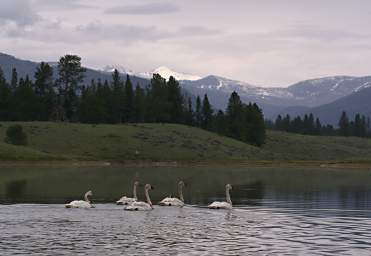 Swan Release