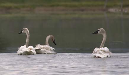 SwanRelease_0207_20130516