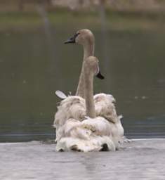 SwanRelease_0207_20130516