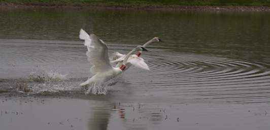 SwanRelease_0285_20130516