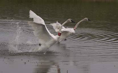 SwanRelease_0287_20130516