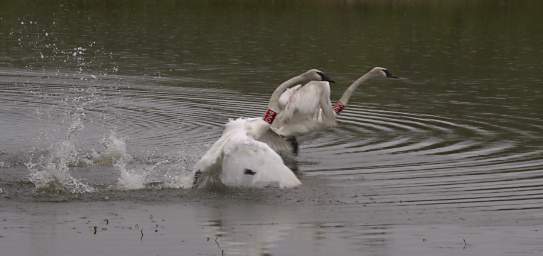 SwanRelease_0288_20130516