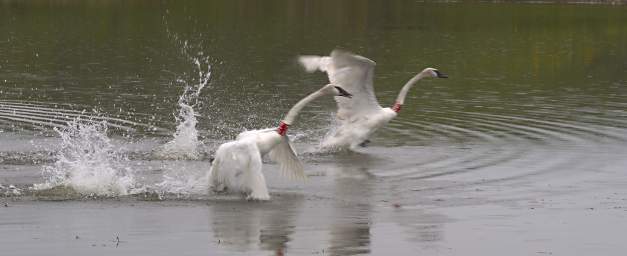 SwanRelease_0290_20130516