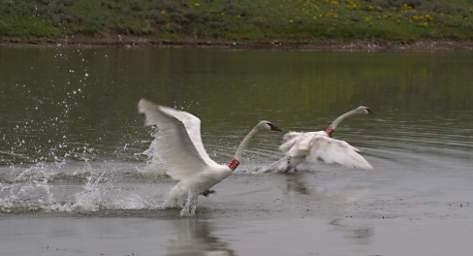 SwanRelease_0293_20130516