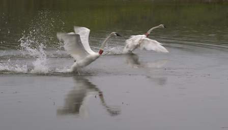 SwanRelease_0295_20130516