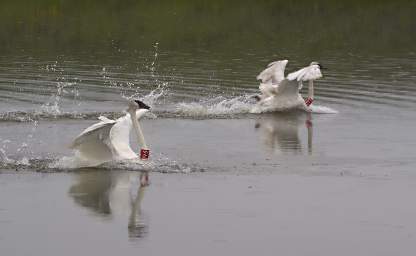 SwanRelease_0296_20130516