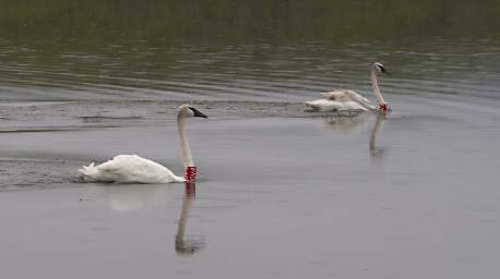 SwanRelease_0301_20130516