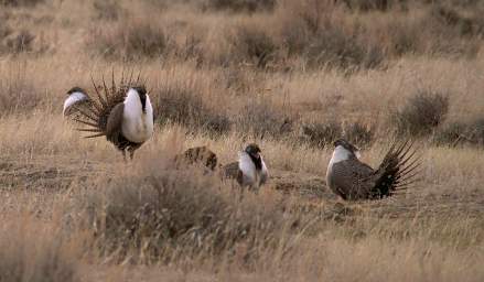 Sage Grouse