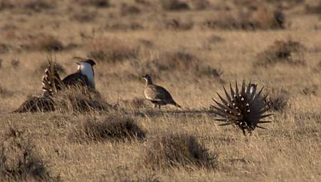 SageGrouse_0106_20140419