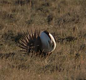 SageGrouse_0143_20140420