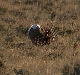 SageGrouse_0144_20140420