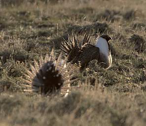 SageGrouse_0167_20140420