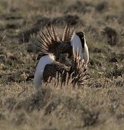 SageGrouse_0168_20140420