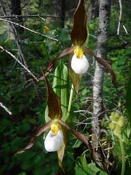 Flower Lady Slipper