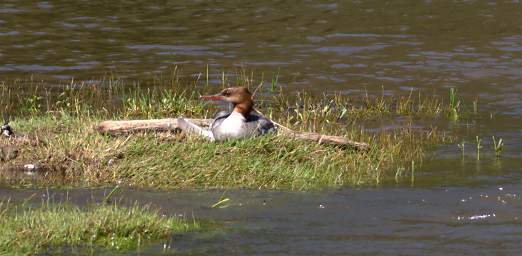 American Merganser On Nest