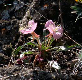 Flower Tufted Evening Primrose Oenothera Cespitosa